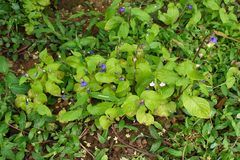 Rhynchoglossum obliquum